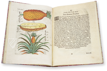 Flora Sinensis – Orbis Pictus – 412 – Biblioteka Kórnicka (Kórnik, Poland)